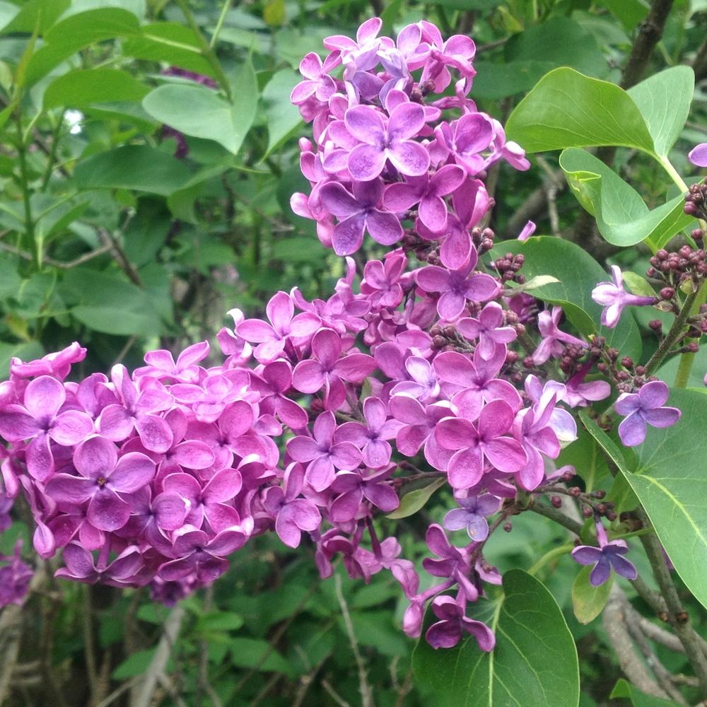 Photo of Common Lilac (Syringa vulgaris 'Andenken an Ludwig Spath') uploaded by csandt