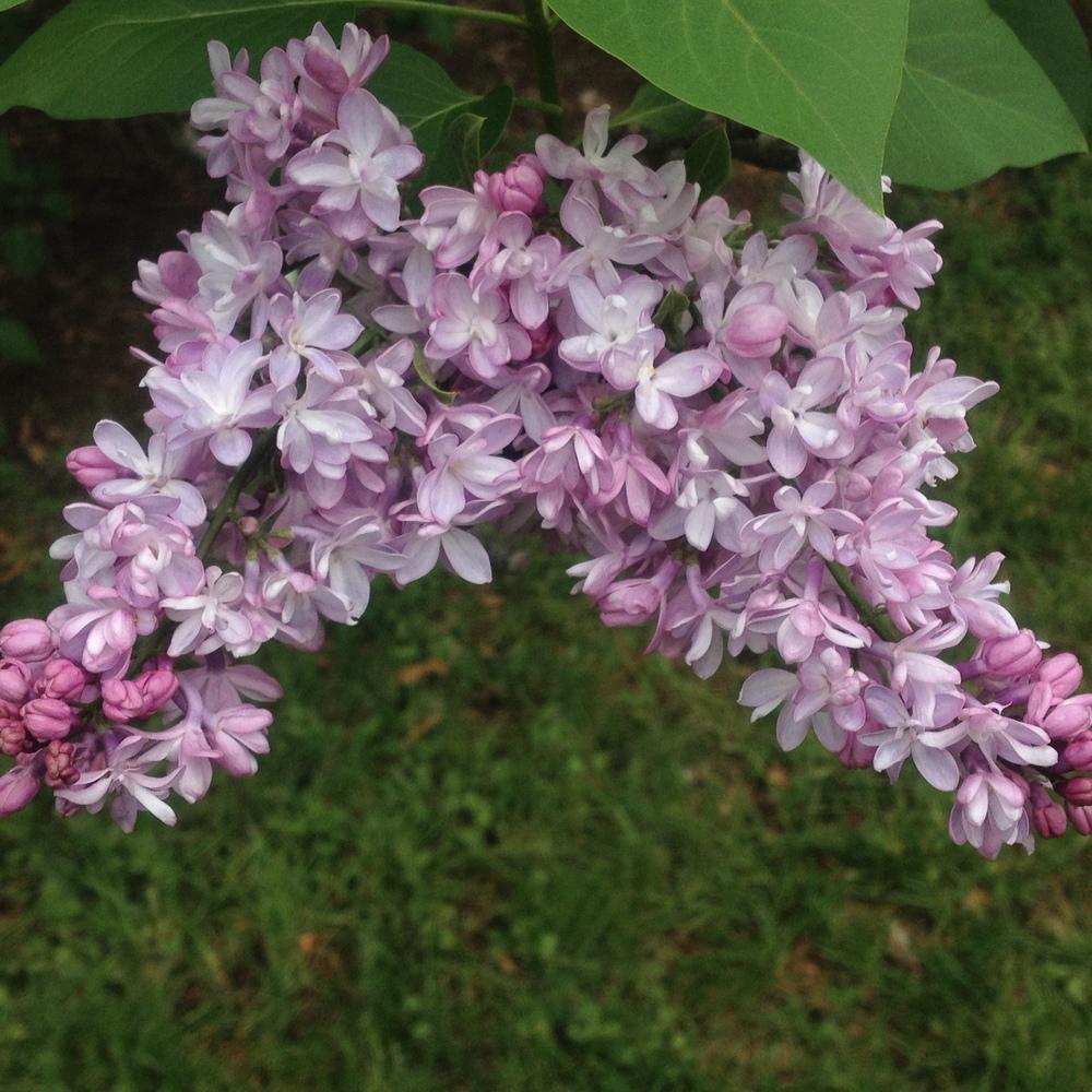 Photo of Common Lilac (Syringa vulgaris 'Mme. Antoine Buchner') uploaded by csandt