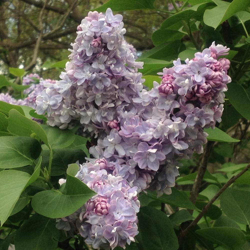 Photo of Common Lilac (Syringa vulgaris 'Hippolyte Maringer') uploaded by csandt