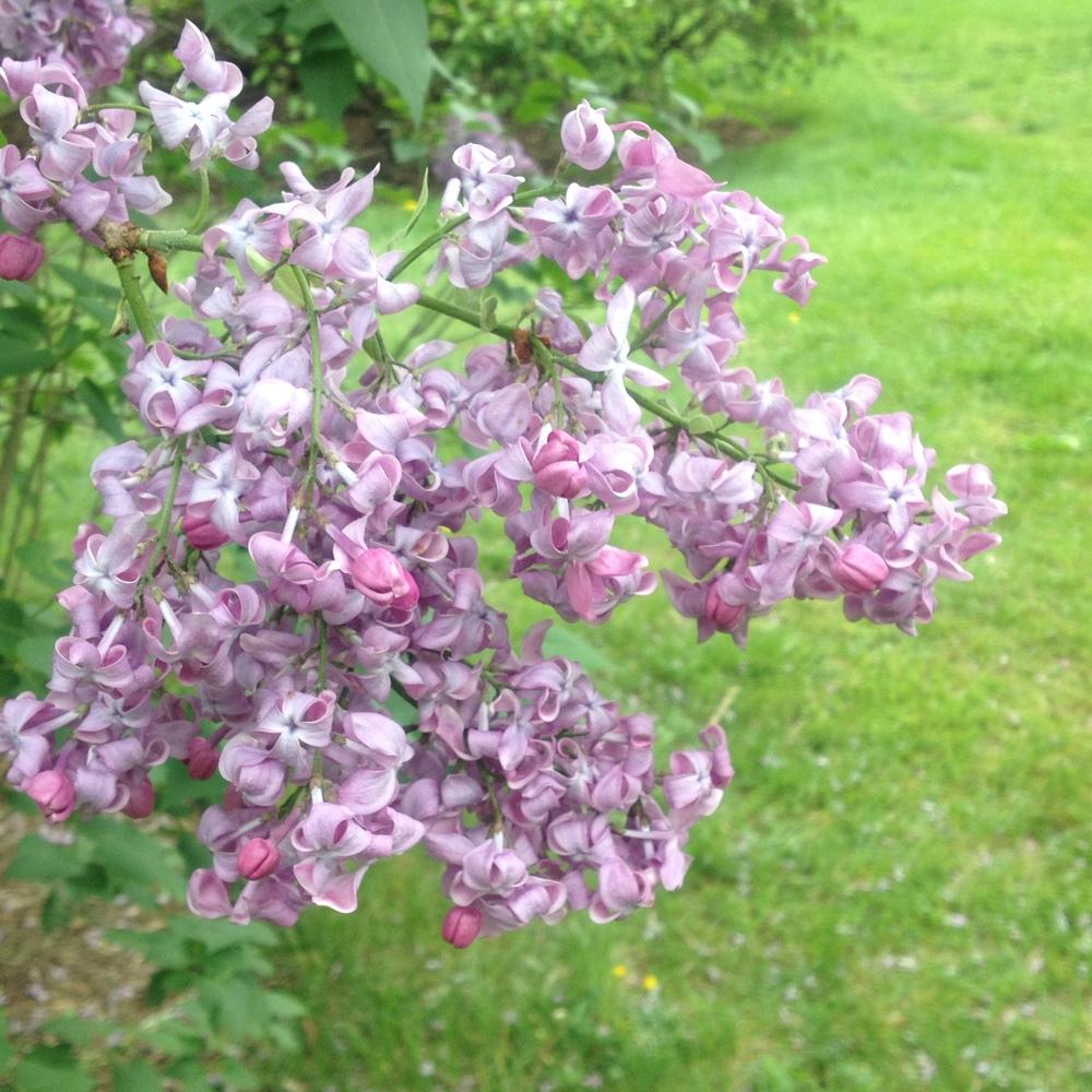 Photo of Common Lilac (Syringa vulgaris 'Marechal Foch') uploaded by csandt