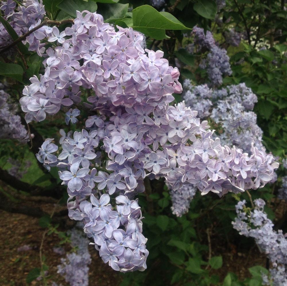 Photo of Common Lilac (Syringa vulgaris 'Firmament') uploaded by csandt