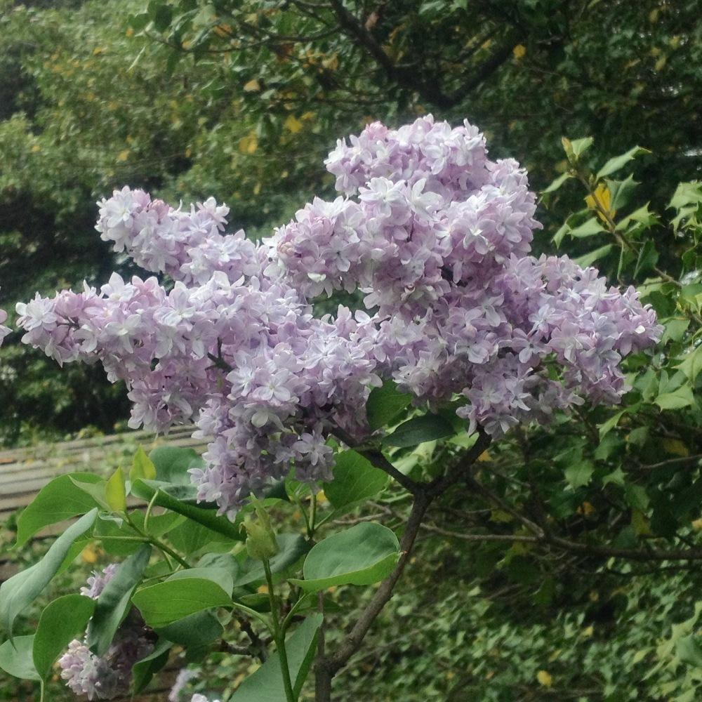 Photo of Common Lilac (Syringa vulgaris 'Rene Jarry-Desloges') uploaded by csandt