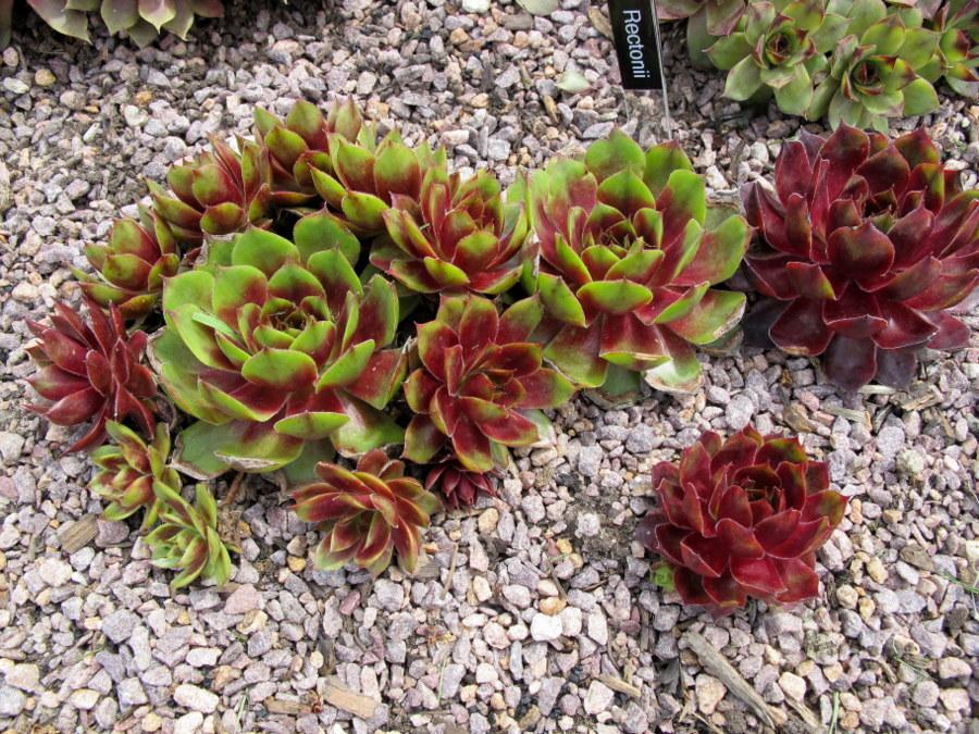 Photo of Hen and Chicks (Sempervivum 'Rectonii') uploaded by goldfinch4