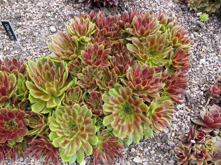 Photo of Hen and Chicks (Sempervivum 'Ohu om Ohu') uploaded by goldfinch4