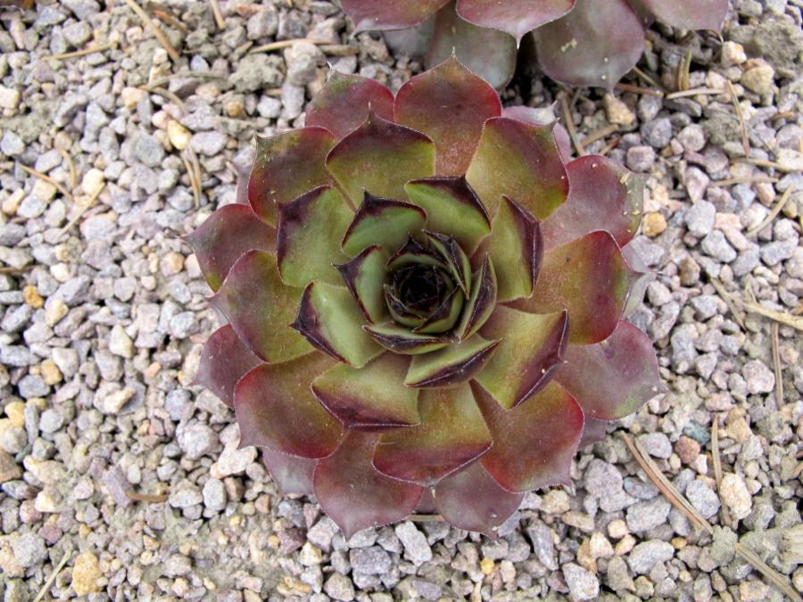 Photo of Hen and Chicks (Sempervivum 'Choctaw') uploaded by goldfinch4