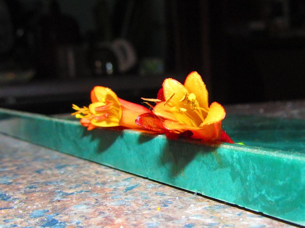 Photo of Coral Honeysuckle (Lonicera sempervirens 'Major Wheeler') uploaded by jmorth