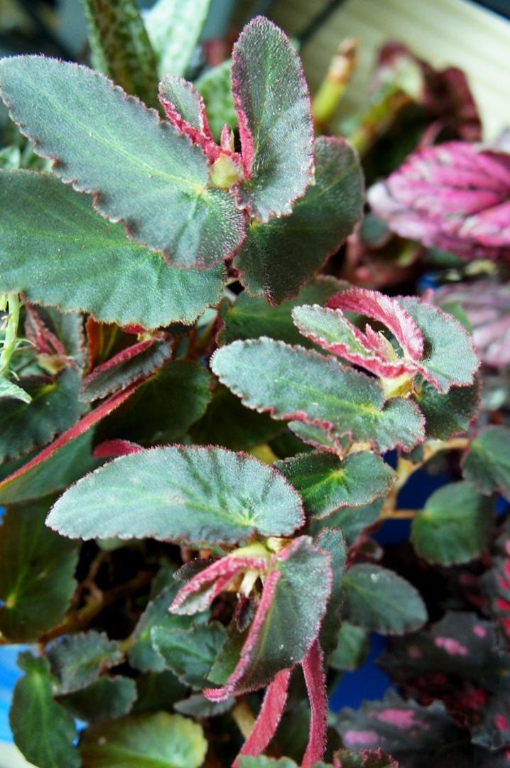 Photo of Trailing Begonia (Begonia 'Withlacoochee') uploaded by skylark