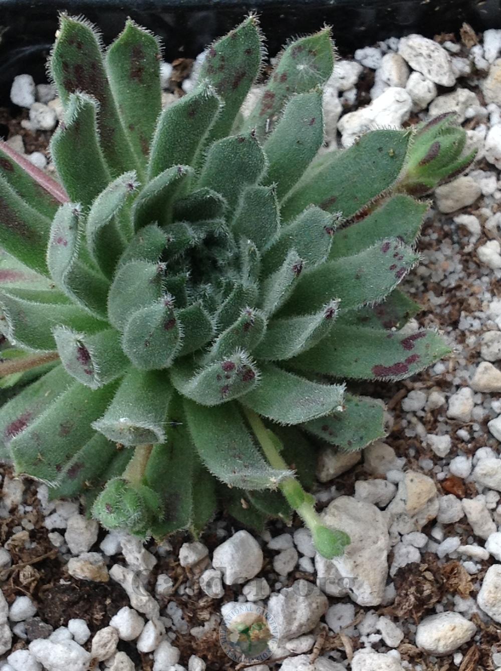 Photo of Hen and Chicks (Sempervivum 'Ilonka') uploaded by springcolor