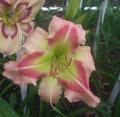 Photo of Daylily (Hemerocallis 'Queen of Green') uploaded by spunky1