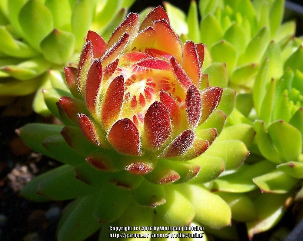 Photo of Hen and Chicks (Sempervivum montanum subsp. carpaticum 'Cmiral's Yellow') uploaded by turini