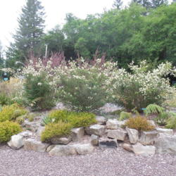 Location: Botanical Garden Brookings, Oregon
Date: 2016-05-03