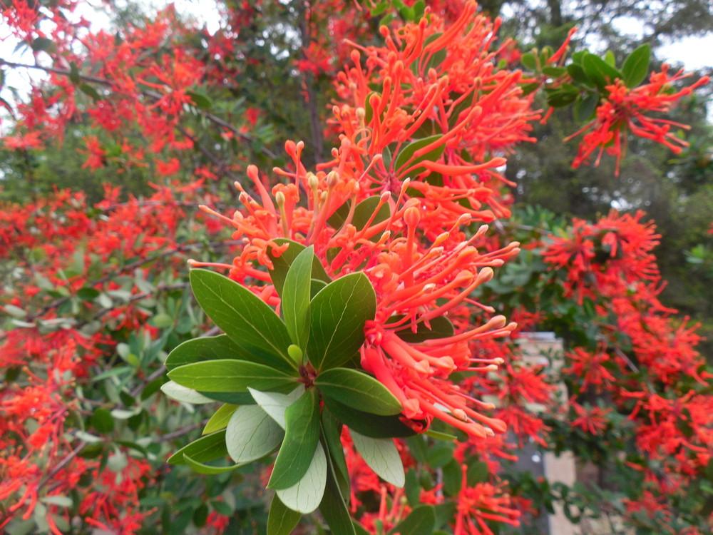 Photo of Flame Flower (Embothrium coccineum) uploaded by wcgypsy