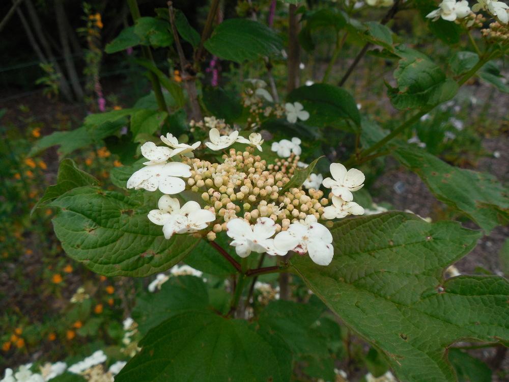 Photo of Squashberry (Viburnum edule) uploaded by wcgypsy