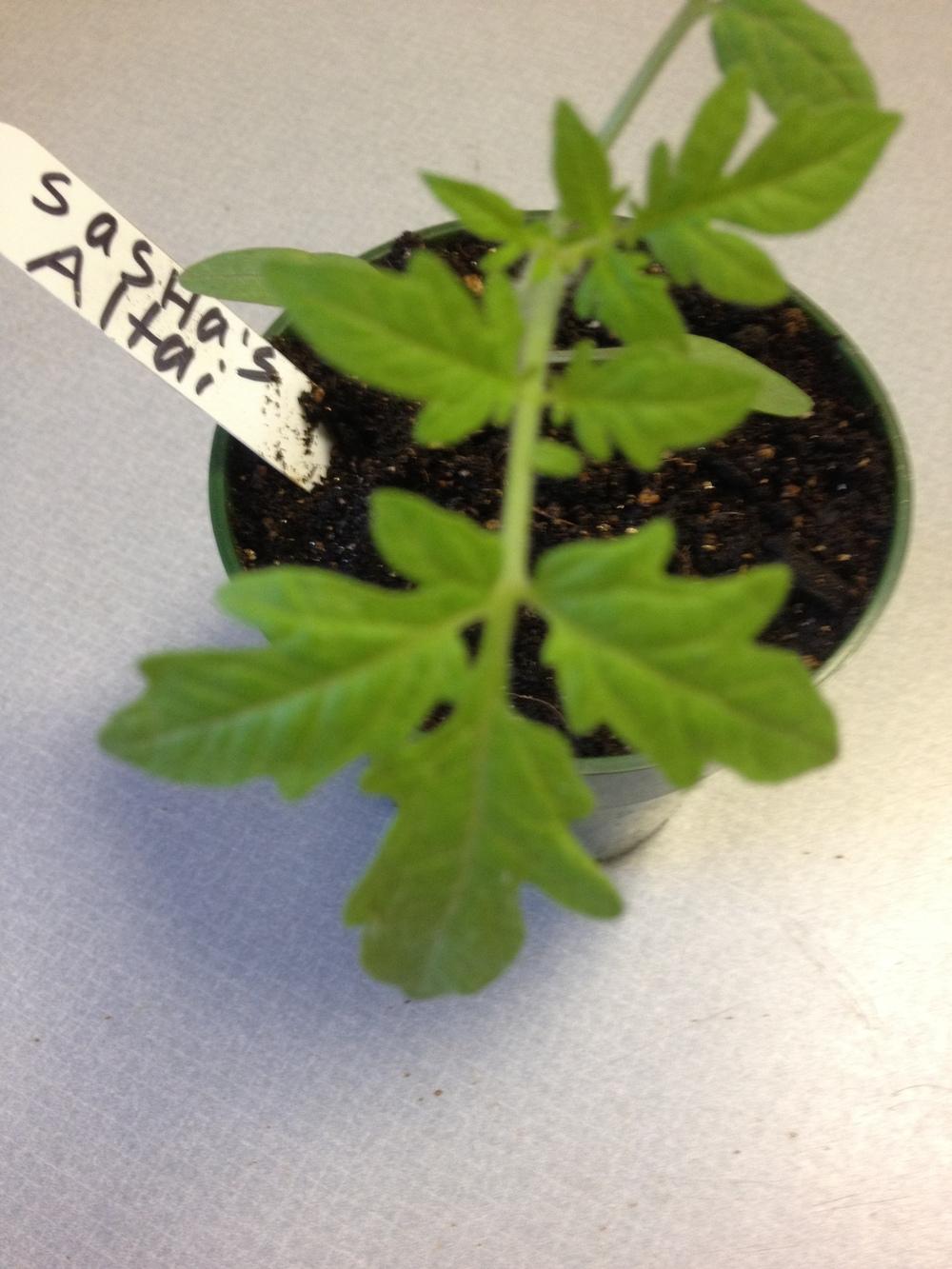 Photo of Tomato (Solanum lycopersicum 'Sasha's Altai') uploaded by Anderwood