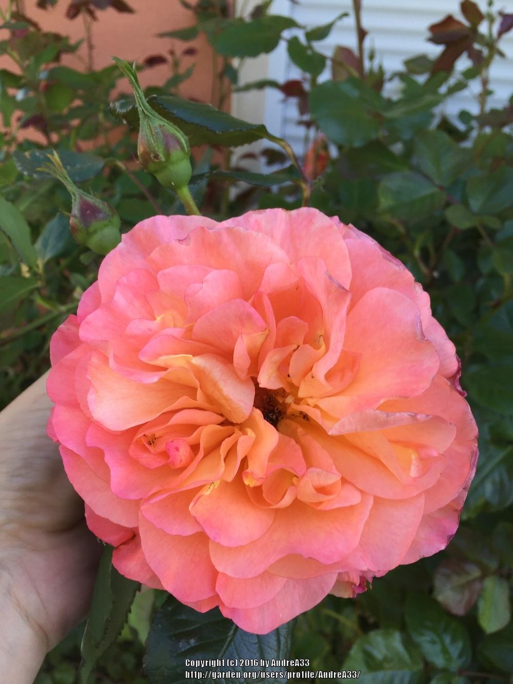 Photo of Rose (Rosa 'Westerland') uploaded by AndreA33