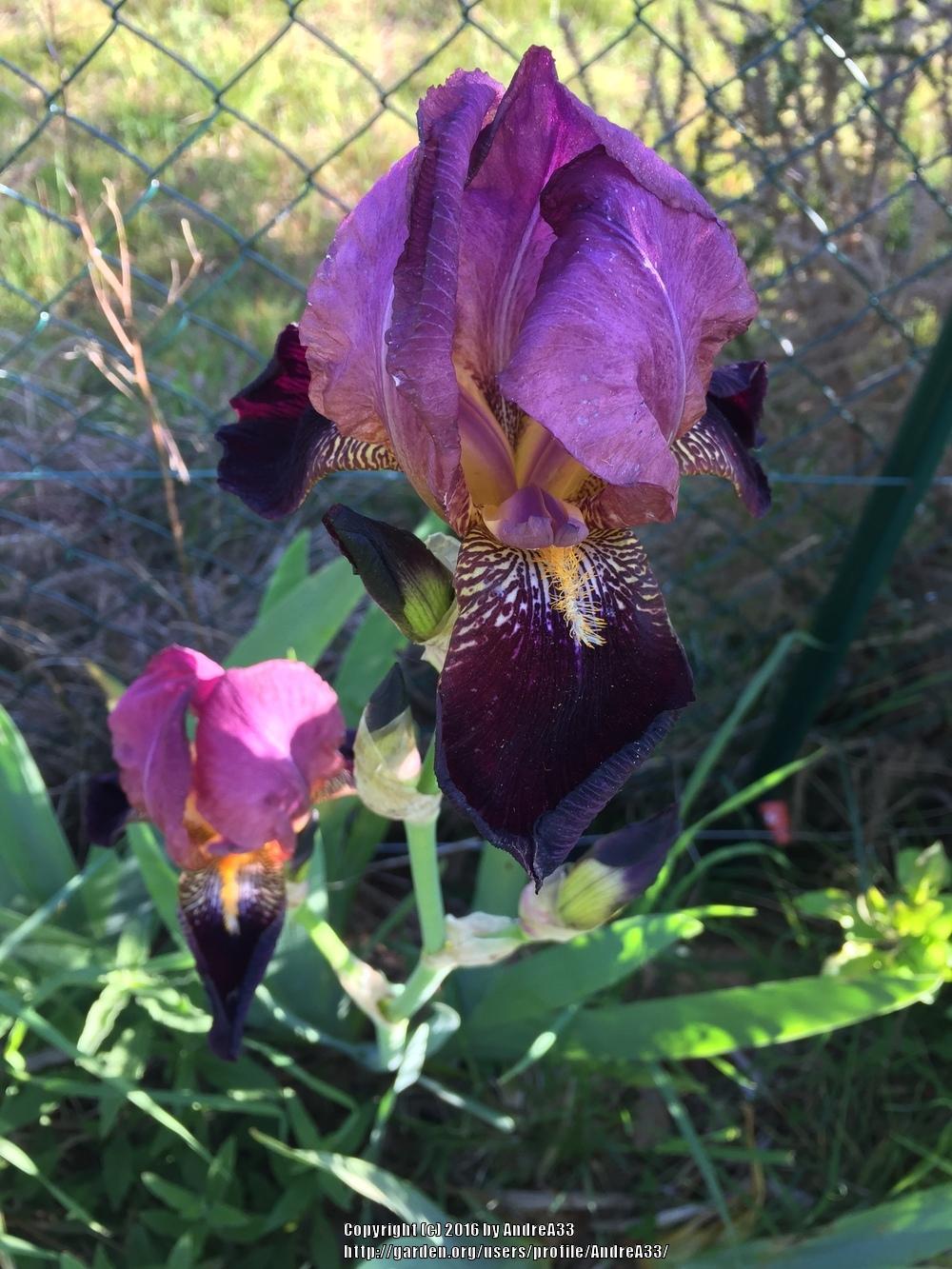 Photo of Tall Bearded Iris (Iris 'Voltigeur') uploaded by AndreA33