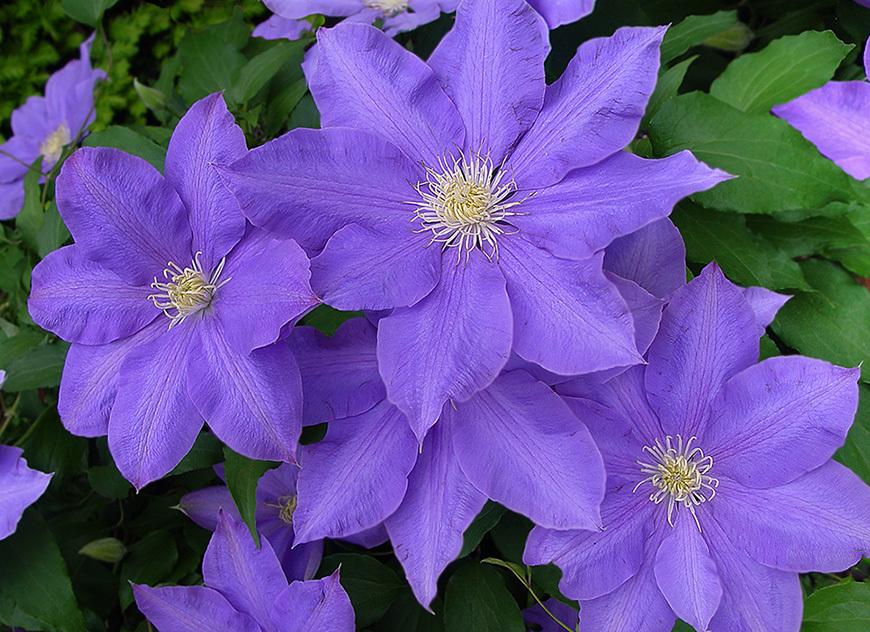 Photo of Clematis 'H.F. Young' uploaded by ArtD