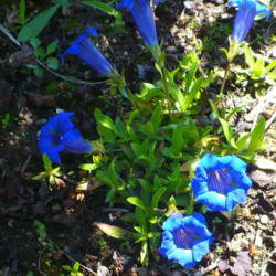 Location: Nora's Garden - Castlegar BC
Date: 2016-05-01
 2:40 pm. So vibrant a blue, when in the shade.
