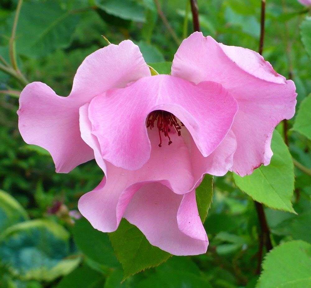 Photo of Rose (Rosa 'Dainty Bess') uploaded by HemNorth