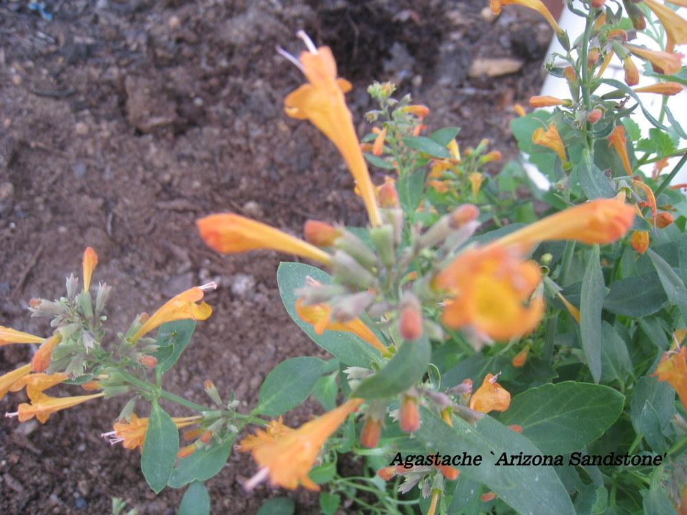 Photo of Agastache 'Arizona Sandstone' uploaded by Hemophobic
