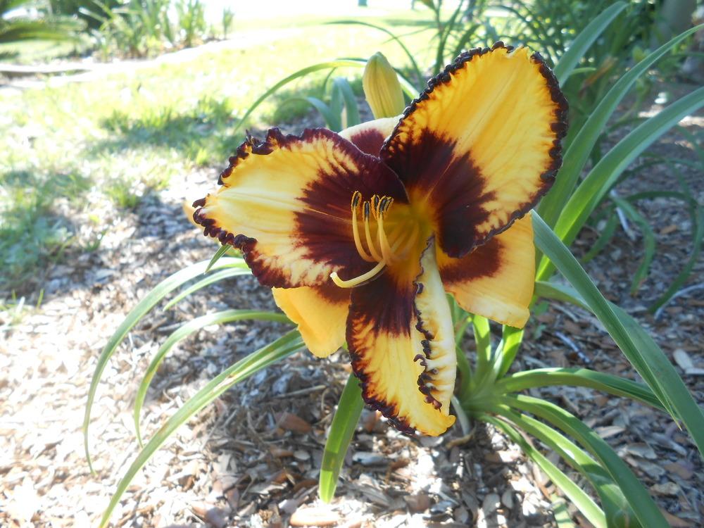 Photo of Daylily (Hemerocallis 'Fully Exotic') uploaded by Mariel