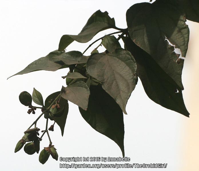 Photo of Tree-of-Sorrow (Nyctanthes arbor-tristis) uploaded by TheOrchidGirl