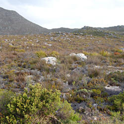 Location: At the Cape of Good Hope/South Africa
Date: 2007-11-28