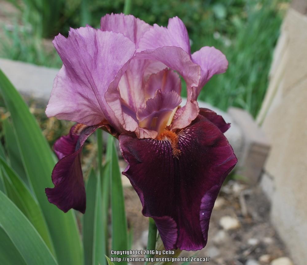 Photo of Tall Bearded Iris (Iris 'Camelot Rose') uploaded by Zencat