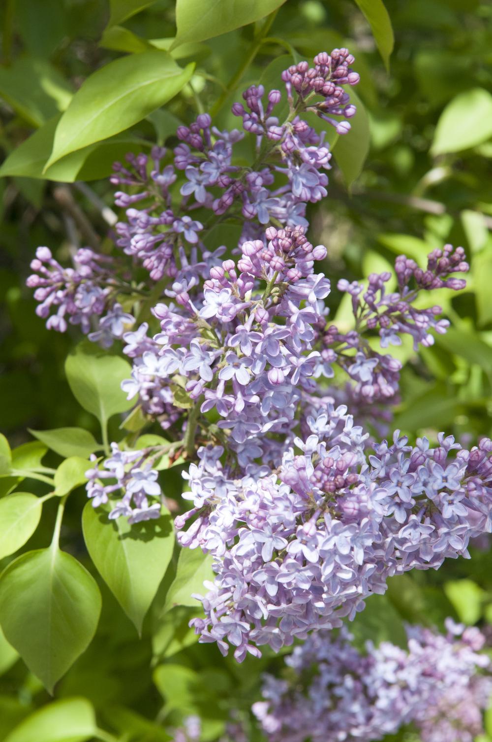 Photo of Common Lilac (Syringa vulgaris) uploaded by cliftoncat