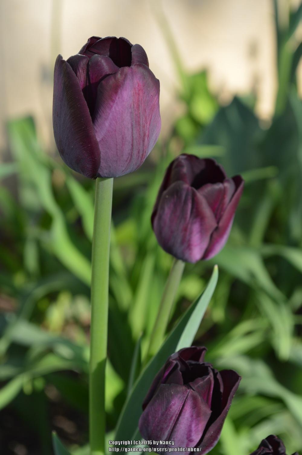 Photo of Triumph Tulip (Tulipa 'Paul Scherer') uploaded by nben