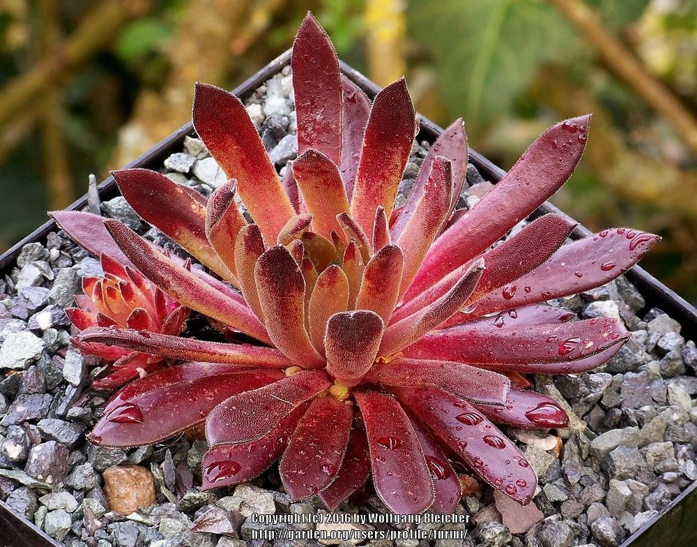Photo of Hen and Chicks (Sempervivum 'Devils Touch') uploaded by turini