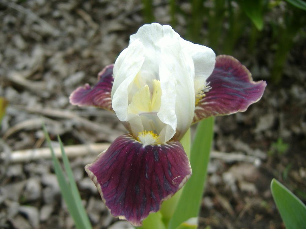 Photo of Standard Dwarf Bearded Iris (Iris 'Reddy Set') uploaded by tveguy3
