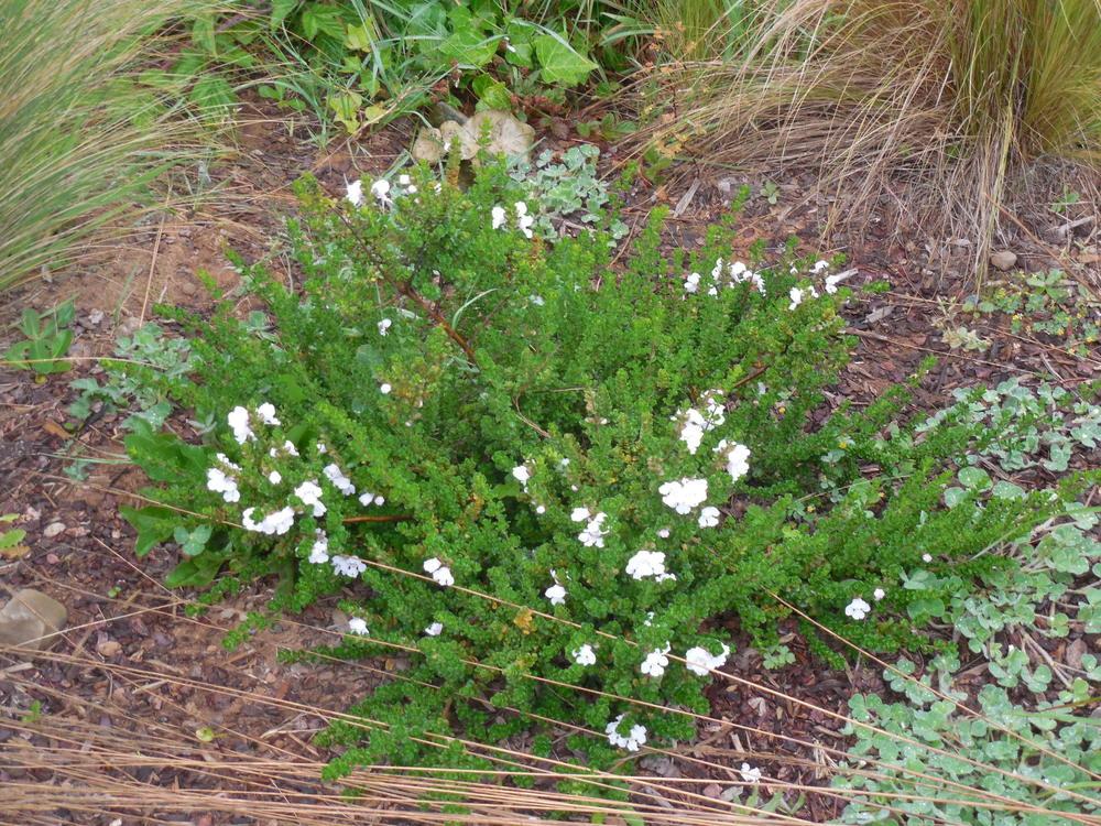 Photo of Alpine Mint Bush (Prostanthera cuneata) uploaded by wcgypsy