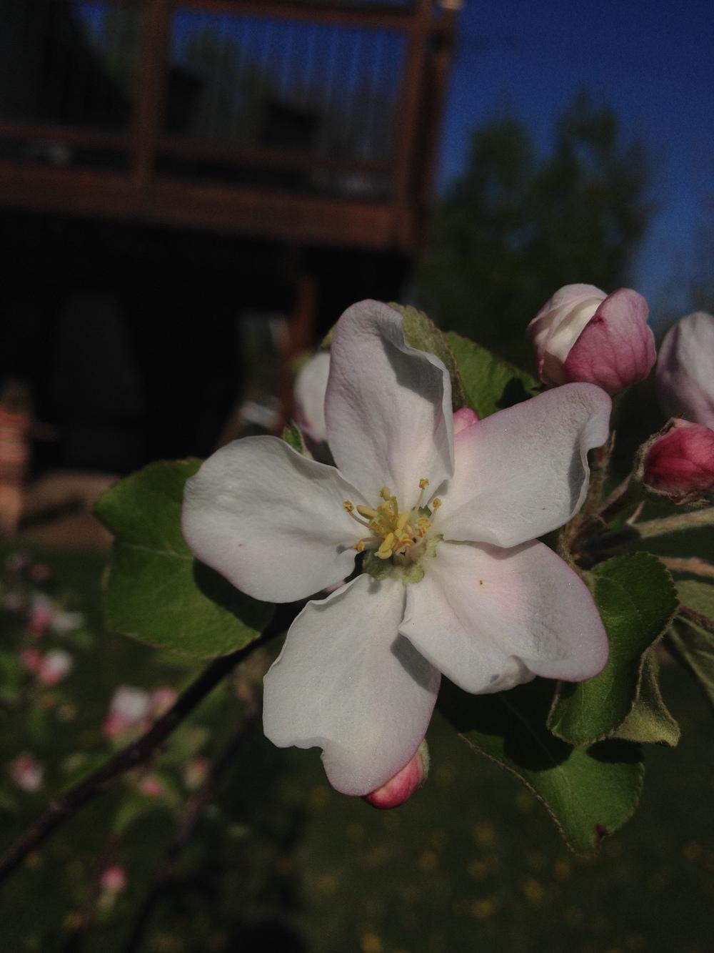 Photo of Apple (Malus domestica 'Connell Red') uploaded by Anderwood