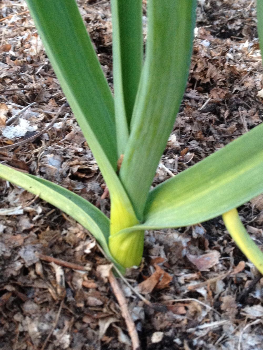 Photo of Garlic (Allium sativum 'Duganski') uploaded by Anderwood