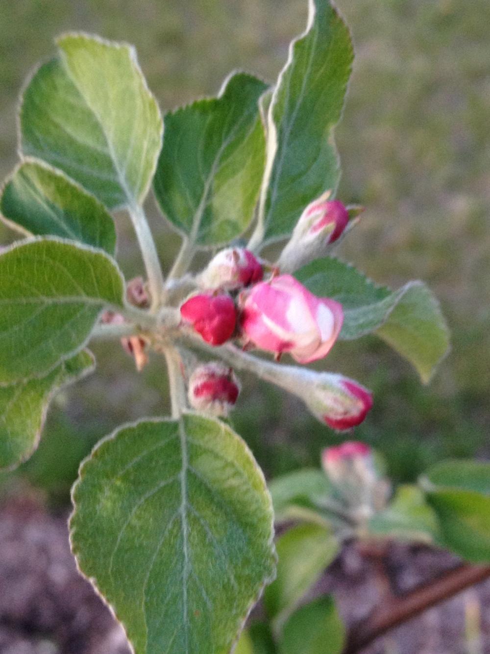Photo of Apple (Malus domestica 'Sweet 16') uploaded by Anderwood