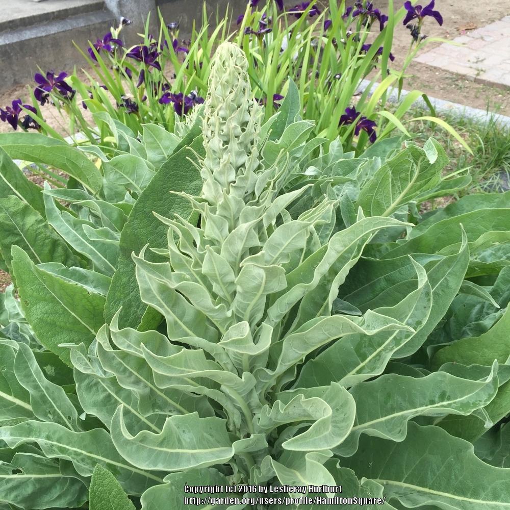 Photo of Olympic Mullein (Verbascum olympicum) uploaded by HamiltonSquare