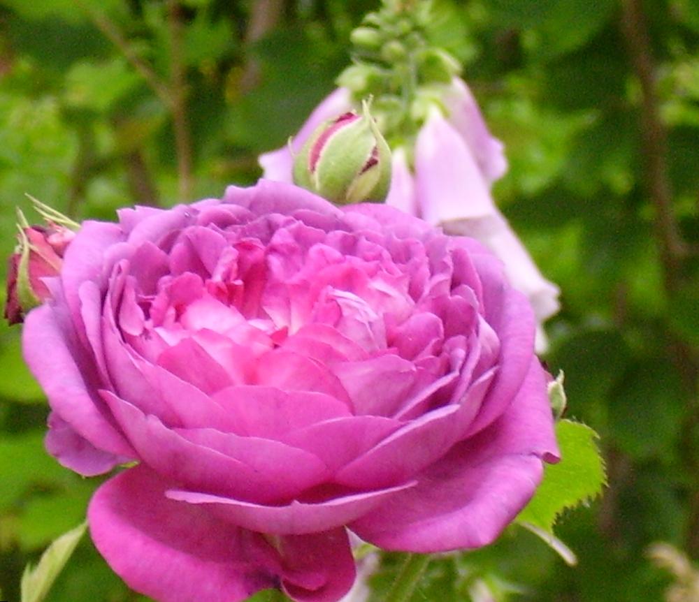Photo of Rose (Rosa 'Reine des Violettes') uploaded by HemNorth