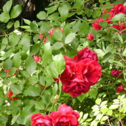 Location: Riverview, Robson, B.C.
Date: 2006-06-29
 4:25 pm. This rose survived a move after 20 years and the shade 