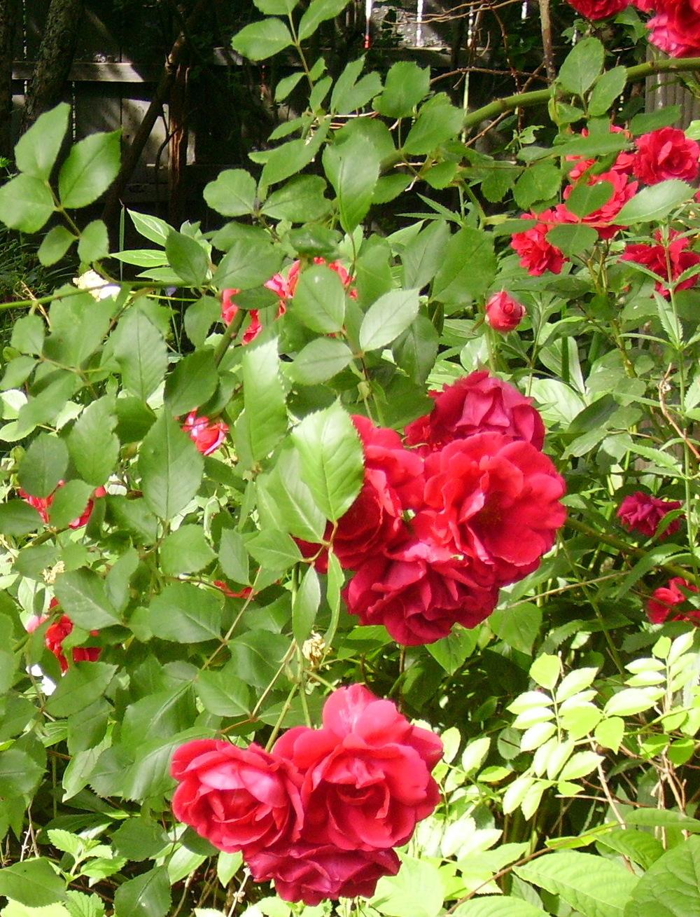 Photo of Rose (Rosa 'Paul's Scarlet Climber') uploaded by HemNorth