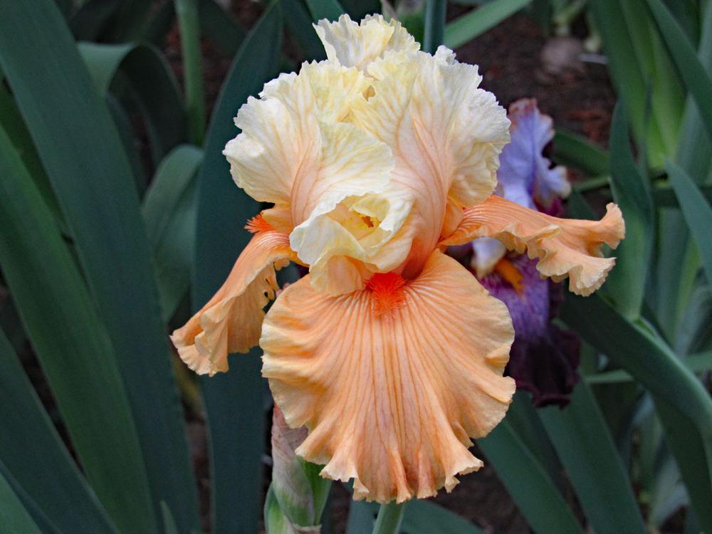 Photo of Tall Bearded Iris (Iris 'Rare Find') uploaded by Lestv