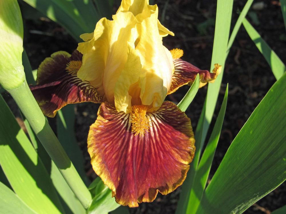 Photo of Intermediate Bearded Iris (Iris 'Across the Garden') uploaded by Lestv