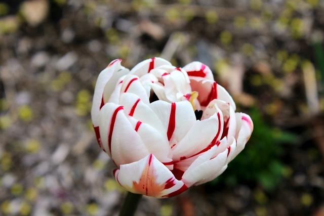 Photo of Peony-FloweredTulip (Tulipa 'Carnaval de Nice') uploaded by LoriK