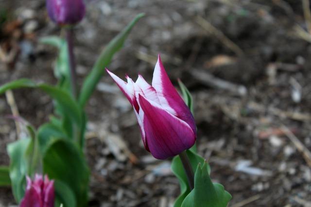 Photo of Lily Flowering Tulip (Tulipa 'Claudia') uploaded by LoriK