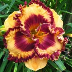 Location: Reilly's Daylily Garden , Enterprise, Florida
Used with permission of Marissa Reilly