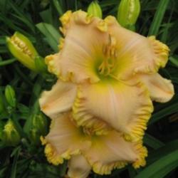 Location: Reilly's Daylily Garden, Enterprise, Florida
Used with permission of Marissa Reilly