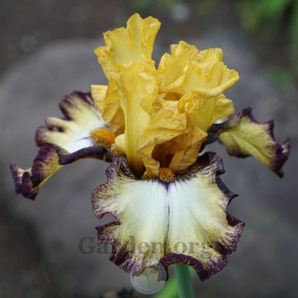 Photo of Tall Bearded Iris (Iris 'High Desert') uploaded by Patty