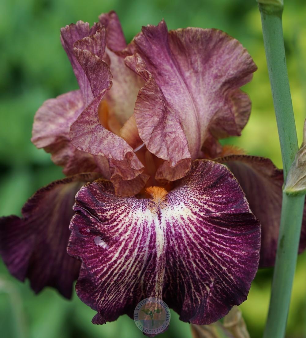 Photo of Tall Bearded Iris (Iris 'Artistic Web') uploaded by Patty