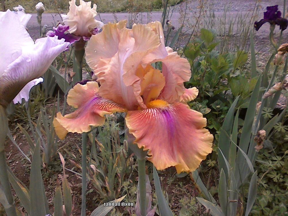 Photo of Tall Bearded Iris (Iris 'Polish Princess') uploaded by arilbred