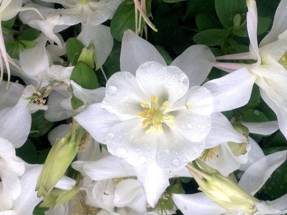 Photo of Columbine (Aquilegia coerulea Origami™ White) uploaded by csandt